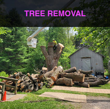 2-treeremoval
