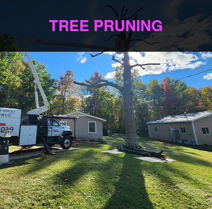 3-treepruning