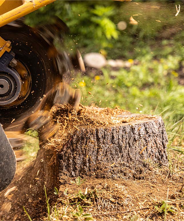 stump stump
